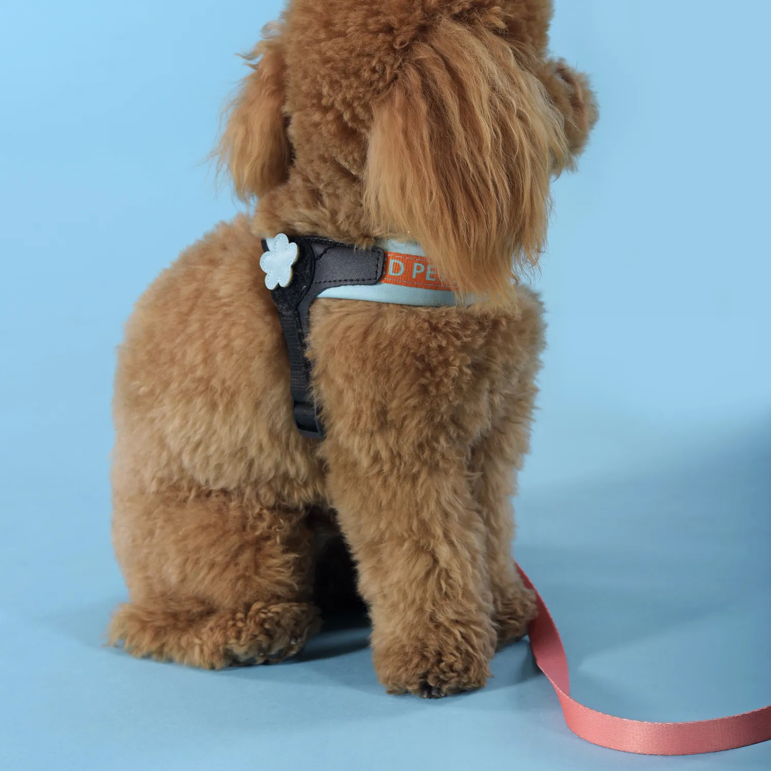 Шлейка United Pets для собак Complete me 1,5 x 34-42 см, голубая с оранжевым СКИДКА 30%