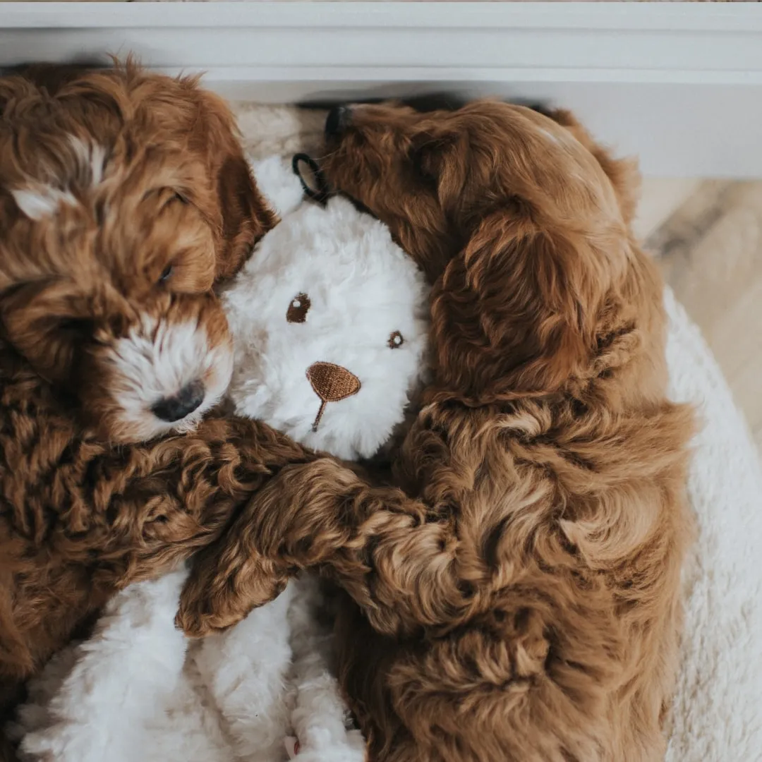 Игрушка MY DOG для собак Мишка-шуршалка с кармашком 38 см