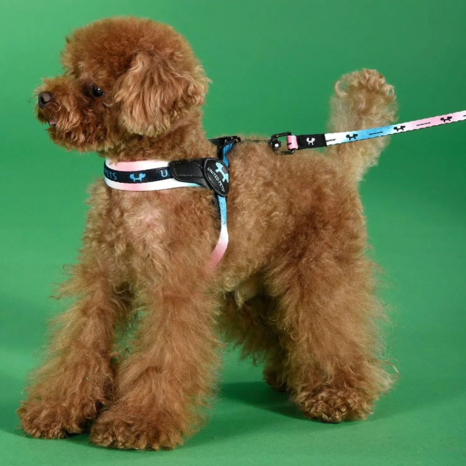 Поводок United Pets для собак Complete me 25 x 1200 mm, розово-голубой тай-дай СКИДКА 40%
