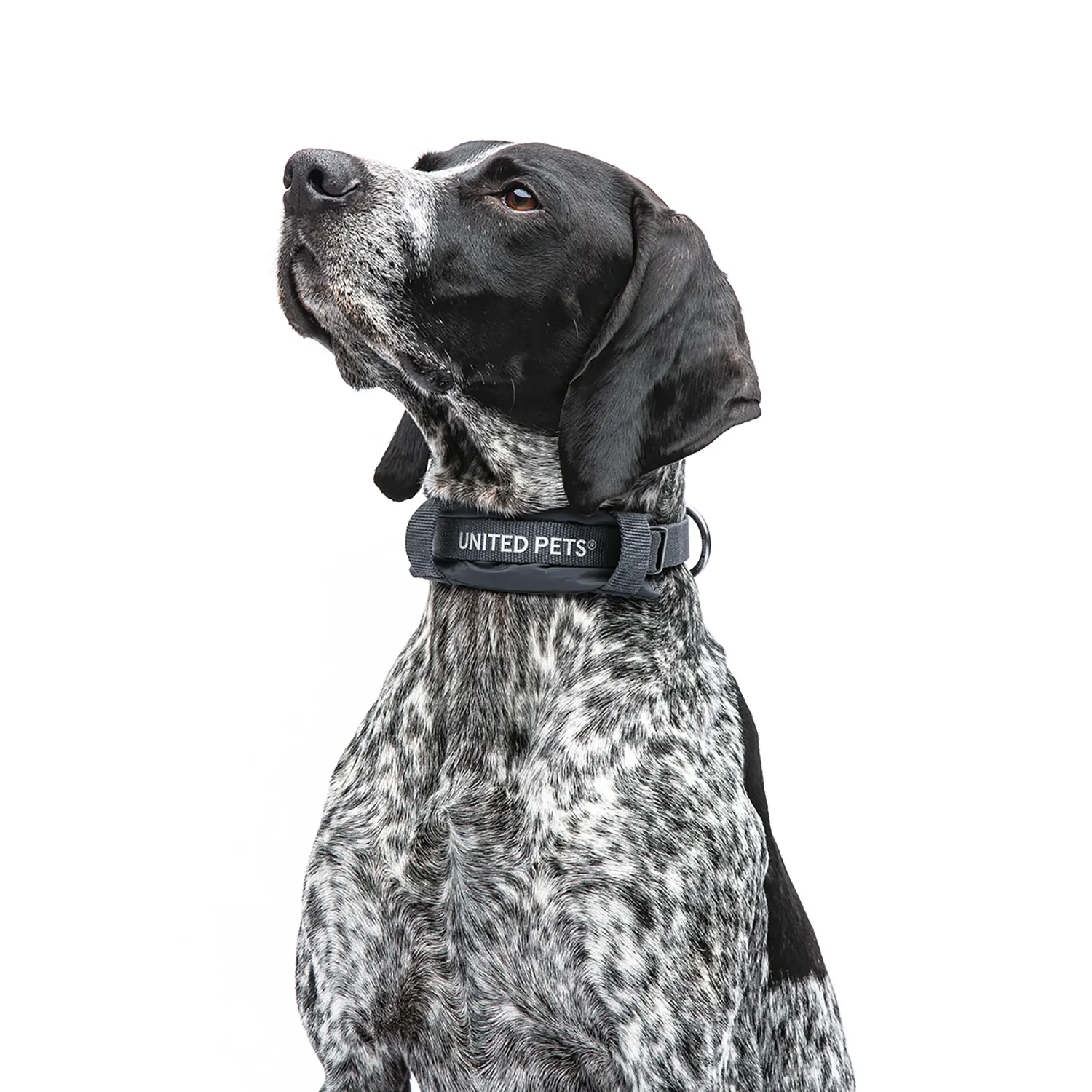 Ошейник United Pets с мягкой подкладкой для собак Citylife S 15 x 30-40 см черный