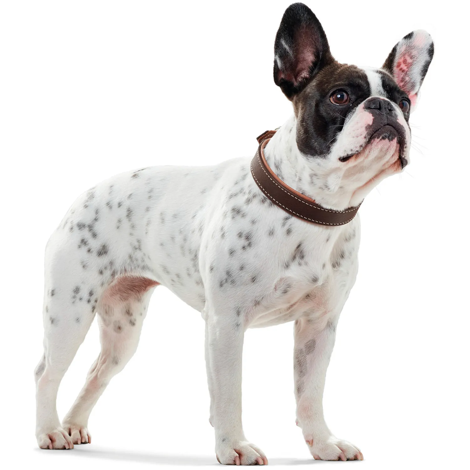 Hunter ошейник для собак Porto 60 (46-52 см) / 3,5 натуральная кожа коньячный / темно-коричневый СКИДКА 50%