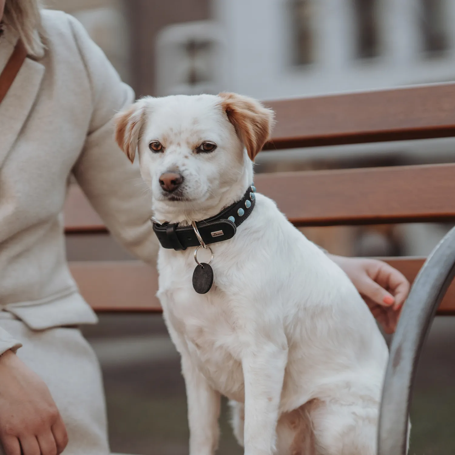 Hunter ошейник для собак Modica XS-S (24-30 см) натуральная кожа, черный, фурнитура с имитацией бирюзы СКИДКА 40%