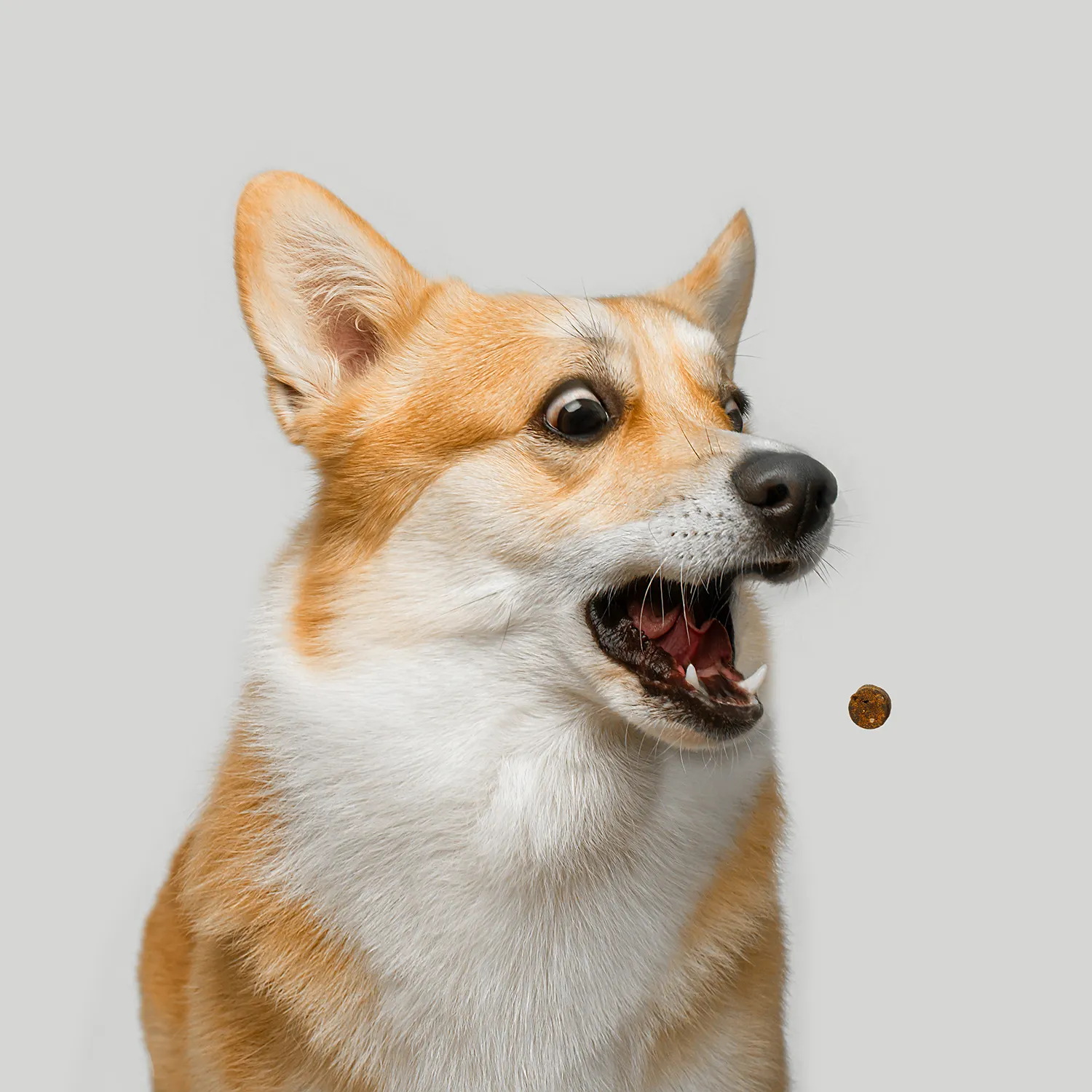 Favet Функциональное лакомство MultivitaminDog Soft Chews для кожи и шерсти для собак, 120г