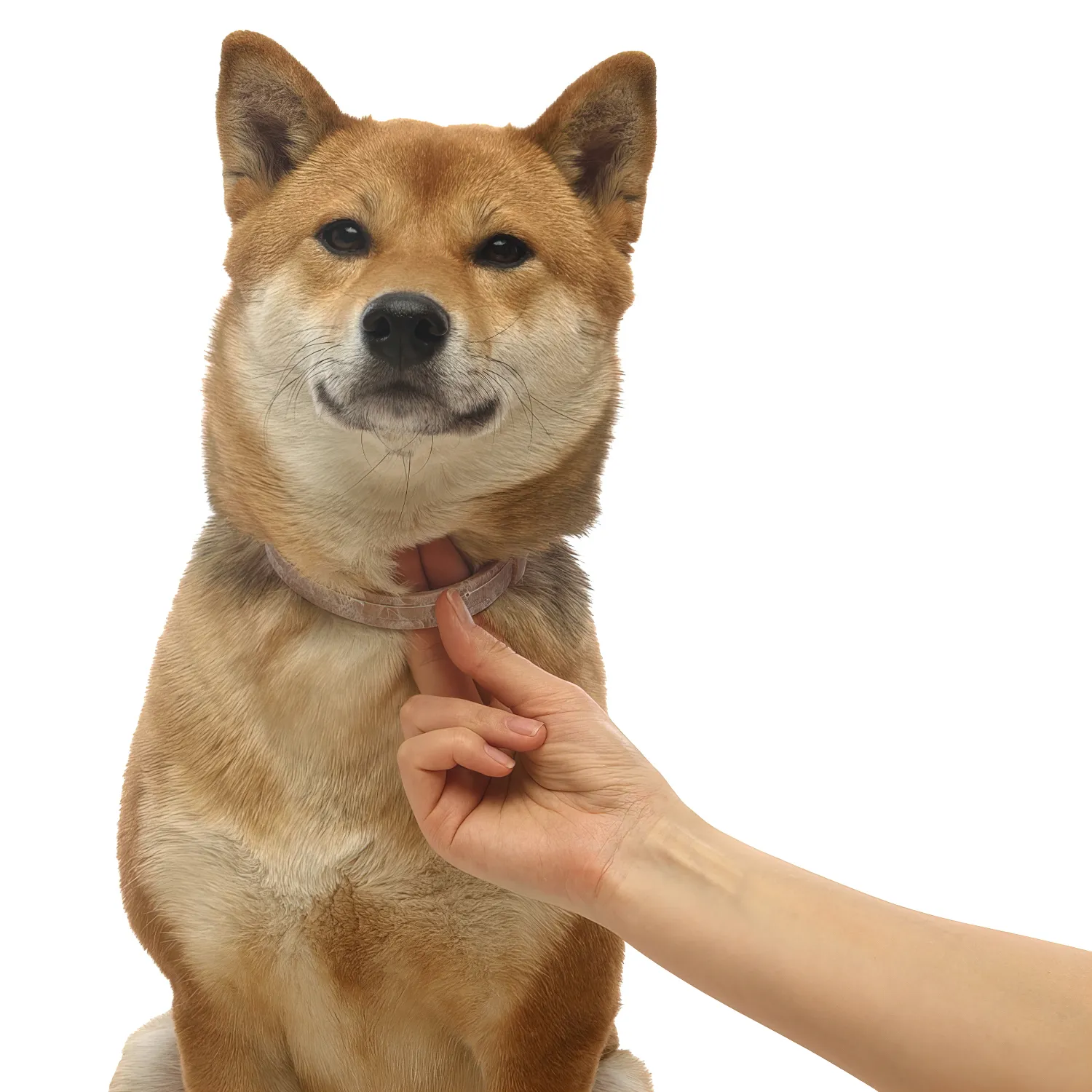 Bayer Больфо ошейник от блох 38 см для мелких собак и кошек