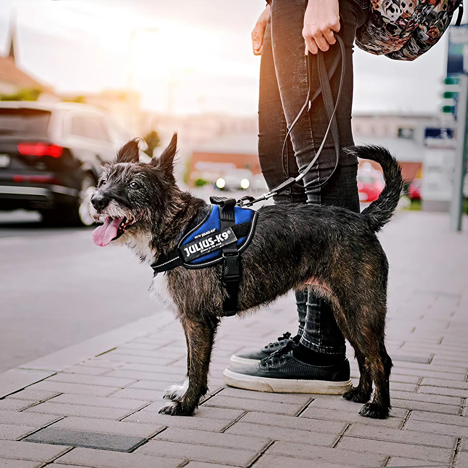 JULIUS-K9 шлейка для собак IDC®-Powerharness Mini-Mini (40-53см/ 4-7кг), синий СКИДКА 50%